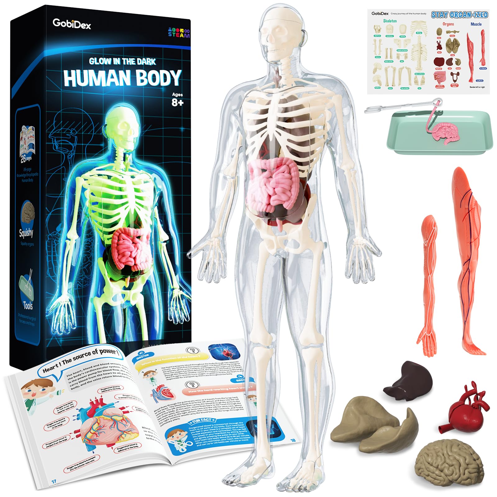 Secure-IT🔐 Ms. Mary’s 'Inside-Out' 40-Piece Glow-in-the-Dark Human Anatomy Lab